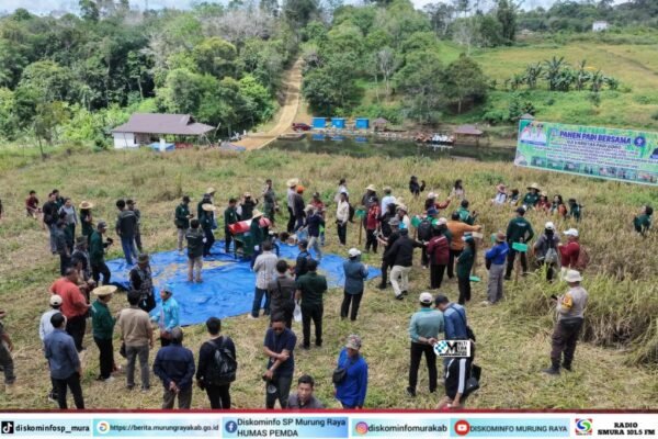 Suasana panen padi gogo di Murung Raya pada lahan kering, kerumunan peserta di hamparan rumput, banner biru bertuliskan panen padi bersama dan kegiatan uji varietas