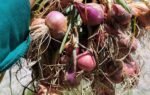 Tandan bawang merah ungu berakar putih di tangan, hasil panen Poktan Manawau Makmur yang melawan keterbatasan lahan di Gunung Mas