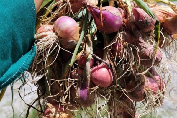 Tandan bawang merah ungu berakar putih di tangan, hasil panen Poktan Manawau Makmur yang melawan keterbatasan lahan di Gunung Mas