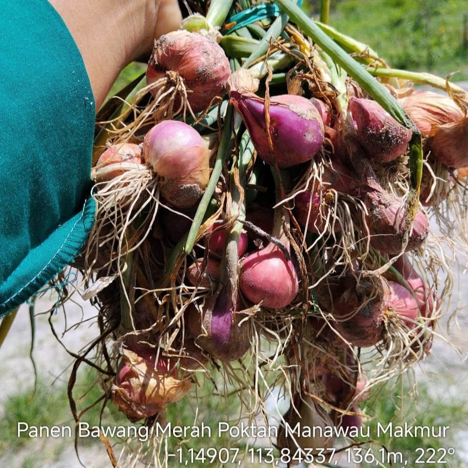 Tandan bawang merah ungu berakar putih di tangan, hasil panen Poktan Manawau Makmur yang melawan keterbatasan lahan di Gunung Mas