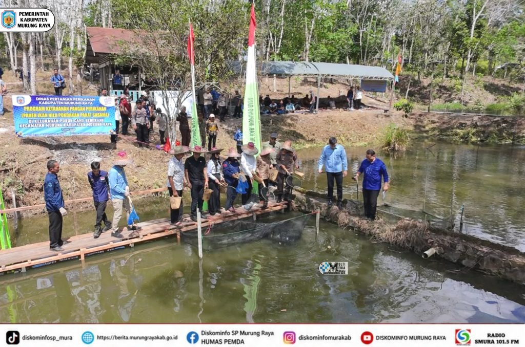 Heriyus menghadiri panen raya ikan nila bersama Pokdakan Pakat Sasama di Murung Raya, dengan warga berdiri di jembatan kolam dan spanduk kegiatan.