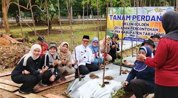 Sejumlah warga dan pejabat Tabalong menanam bibit melon golden di lahan percontohan TP PKK bersama Bupati H Noor Rifani pada 19 Juni 2026.